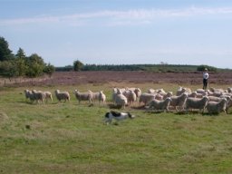 IMGP3180-Holder-styr-paa-flokken